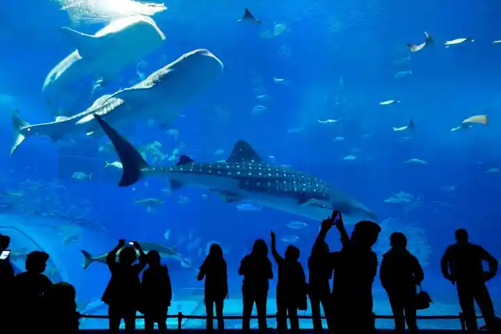 The World-Famous Dubai Aquarium