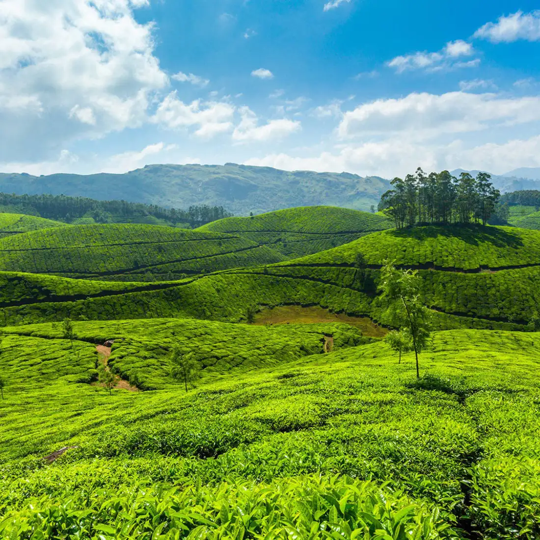 3.	Tea Plantation