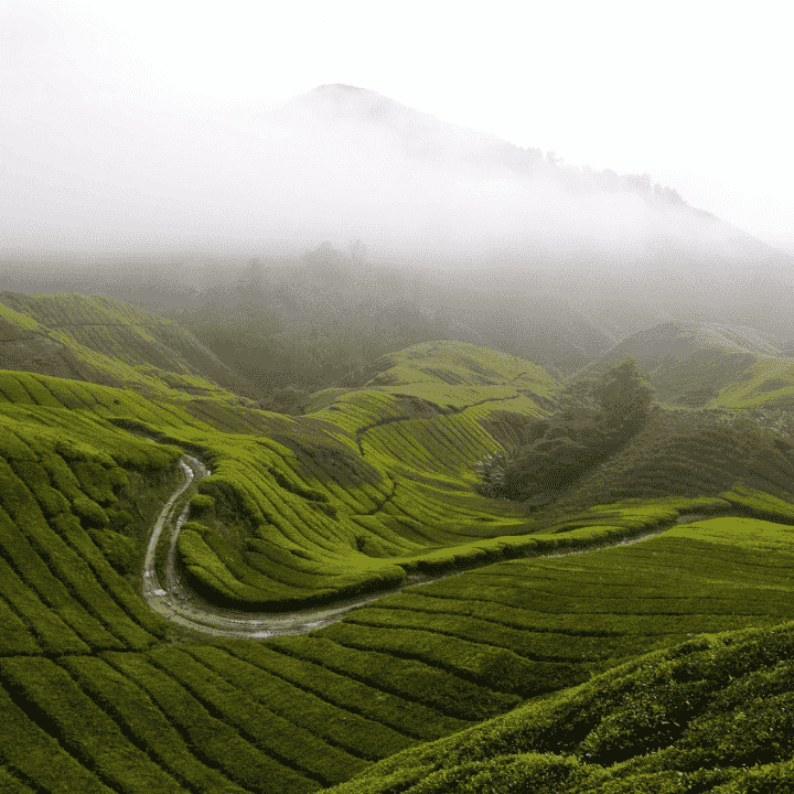 2. Cameron Highlands: