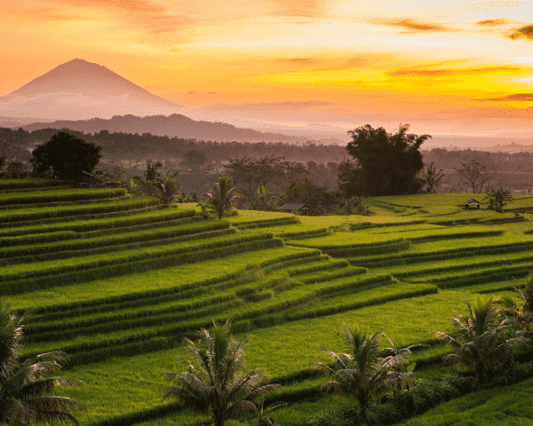 Jatiluwih Rice Terraces