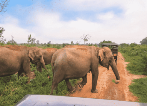 10 Nights 4 Star Sri Lanka Getaway