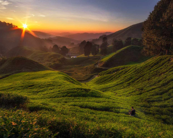 Relax and Discover the Beauty of Cameron Highlands!