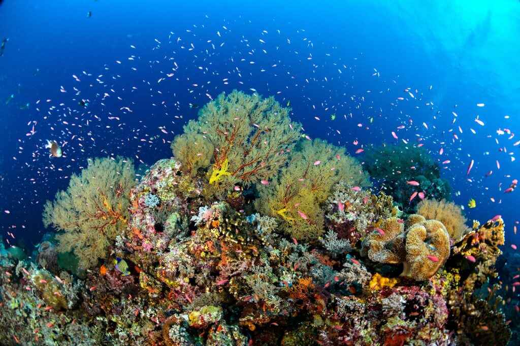 2. Explore Tubbataha Reefs Natural Par